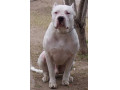Icon for فروش سگ دوگو آرژانتینو دوست وفادار با زیبایی ناب