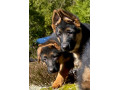 Icon for بهترین سگ نگهبان دردنیا،،سگ ژرمن شپرد  توله دوماهه