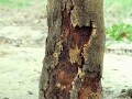 سم پیشگیری از گومز درختان پسته - پیشگیری از سرطان