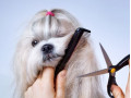 جذب آرایشگر حیوانات خانگی - آرایشگر حرفه ای