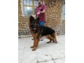 فروش سگ پوزه گرگی ژرمن شپرد با اصالت - اصالت مواد اولیه تولید سولفات