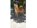 فروش آکیتا ژاپنی بالغ نگهبان آموزش پذیر - سگ بالغ