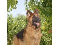 فروش سگ ژرمن شپهرد با آموزش گارد و نگهبان