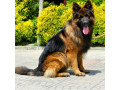 فروش سگ ژرمن شپرد-سگ ژرمن توله و بالغ با کیفیت 1400