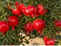 فروش عمده انواع نهال میوه از بزرگترین نهالستان کشور - نهالستان بادام دیرگل