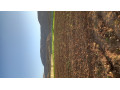 فروش زمین پروار بندی طرح ۹۳۳ راسی گوساله - عکس پرواربندی گوساله