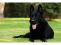 Icon for فروش سگ ژرمن بلک اصیل فوق العاده زیبا