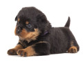Icon for سگ روتفایلر امریکایی اصیل 