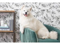 Icon for فروش سگ ساموید وارداتی با مناسب ترین قیمت