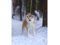 Icon for فروش سگ آکیتا ژاپنی توله و بالغ
