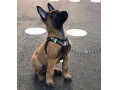 توله مالینویز مناسب برای اموزش سگ پلیس - پلیس جدید