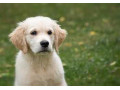 AD is: سگ گلدن،خرید و فروش سگهای گلدن رتریور توله و بالغ