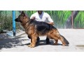 سگ ژرمن شپرد سومین سگ جهان از نظر هوشی