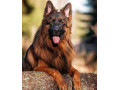 Icon for فروش انواع سگ های ژرمن شپرد اصیل 
