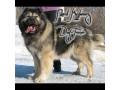 Icon for فروش ویژه سگ قفقازی ، سگ ، توله سگ قفقازی