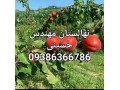 نهالستان مهندس حسینی - نهالستان خرمالو
