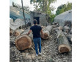 فروش چوب صنوبر - باغ صنوبر