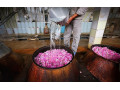 گلاب ممتاز کاشان محصول اردیبهشت ۱۴۰۰ - تور اردیبهشت 96