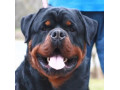 Icon for فروش ویژه 28 قلاده سگ روتوایلر اروپایی شجره دار 