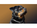 Icon for سگ نگهبان از ویلا و باغ روتوایلر آموزش دیده