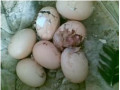 فروش انواع تخم نطفه دار کاکادو-ماکائو با تخفیف ویژه - هتل ماکائو