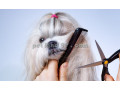 خدمات تخصصی آرایش حیوانات خانگی - آرایش صورت