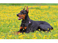 فروش سگ دوبرمن حرفه ای توله وبالغ - دوبرمن اروپایی