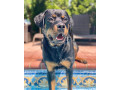 Icon for فروش وپرورش تخصصی سگ نگهبان روتوایلر