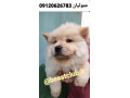 Icon for فروش توله سگ چاو چاو در رنگ‌های متنوع