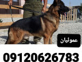 Icon for فروش سگ ژرمن شپرد، سگ پلیس،چوپان و نگهبان 