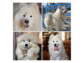 فروش سگ سامویید، با ظاهری زیبا و اصیل  - شکل ظاهری وان قلع
