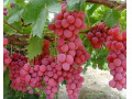 تولید و فروش بهترین انواع نهال میوه و زینتی در نهالستان آذربایجان - فیش حج آذربایجان غربی