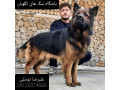 Icon for بزرگ ترین مجموعه فروش و واردات انواع سگ های گارد و نگهبان و شکاری