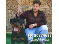 Icon for خرید سگ_فروش تخصصی سگ_خرید سگ روتوایلر_قیمت سگ روتوایلر