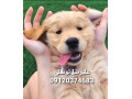 Icon for گلدن رتریور قیمت_قیمت سگ گلدن رتریور در تهران