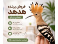 Icon for فروش پرنده هدهد