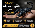 Icon for فروش عقرب سیاه پرورشی 
