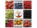 فروش ارقام مختلف نهال میوه و انگور - ارقام توت فرنگی