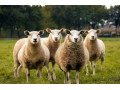 گوسفند زنده - کود گوسفند