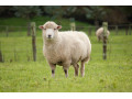 گوسفند زنده - کود گوسفند