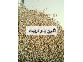 Icon for شرکت نگین بذر تربیت تولید و عرضه کننده انواع بذرهای یونجه و شبدر با قیمت مناسب و کیفیتی اعلا