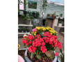Icon for  فروشگاه تخصصی گل و گیاه 