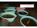 فروش انواع ماهی های کوی در سایزهای مختلف مولد مرکز پرورش ماهی کوی کشور  
