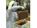 AD is: دوره آموزشی پرورش زنبورعسل