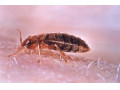 سم پاشی حشرات در ارومیه - چسب مخمل پاشی