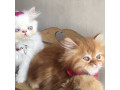بچه گربه های اصیل و زیبا و شجره دار - سگ اصیل ژرمن