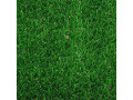 Icon for بذر چمن هلندی | بذر چمن سوپر اسپرت هلندی 09197443453