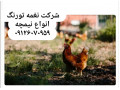 Icon for قیمت نیمچه مرغ محلی تخمگذار بومی - طیور