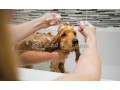 Icon for استحمام درمانی سگ