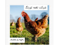 Icon for قیمت مرغ تخم گذار ، فروش مرغ تخم گذار لوهمن و طیور - طیور